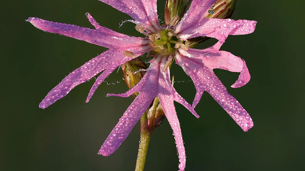 Gewone koekoeksbloem