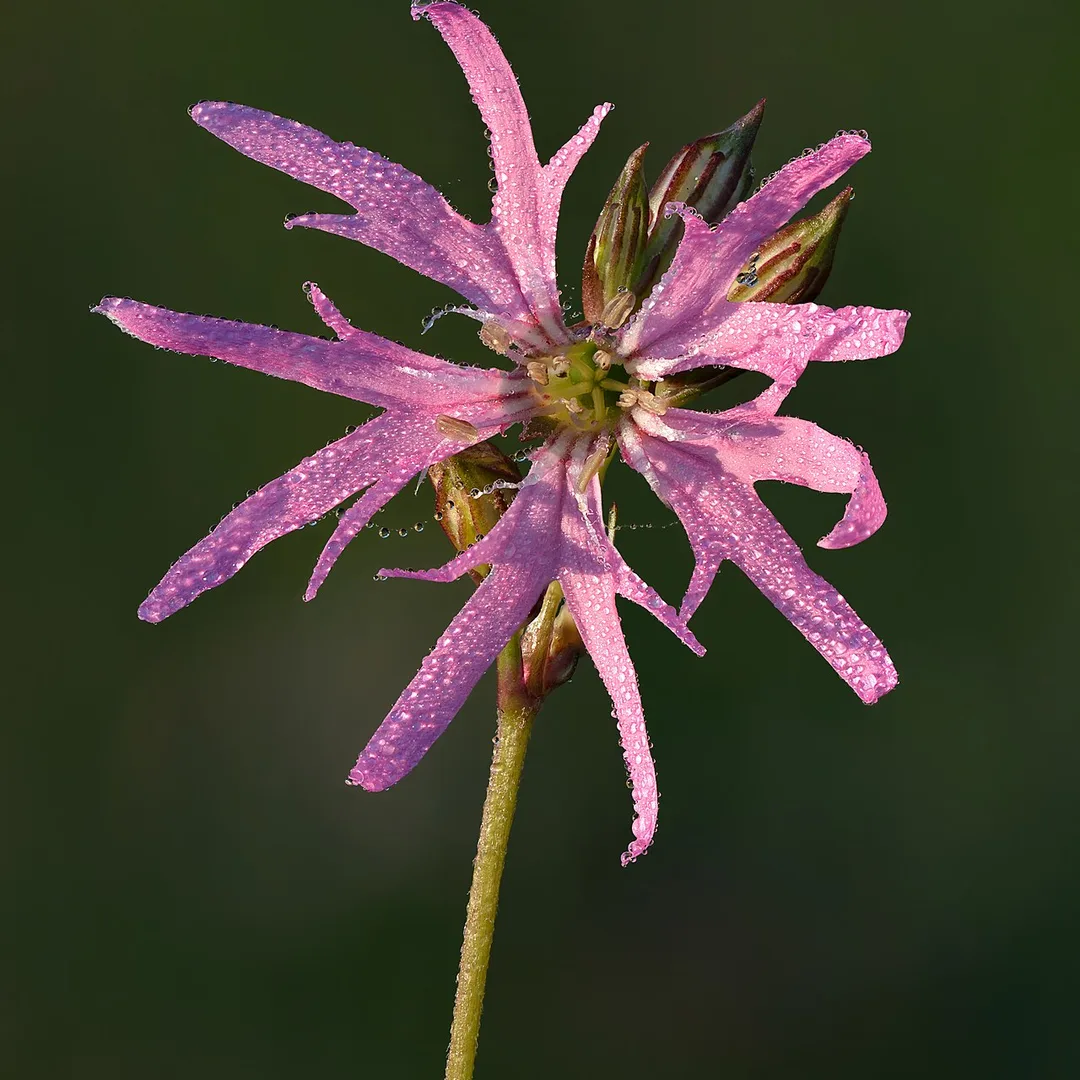 Gewone koekoeksbloem