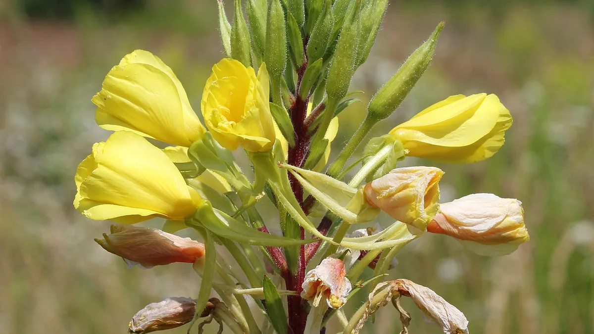 Gewone teunisbloem