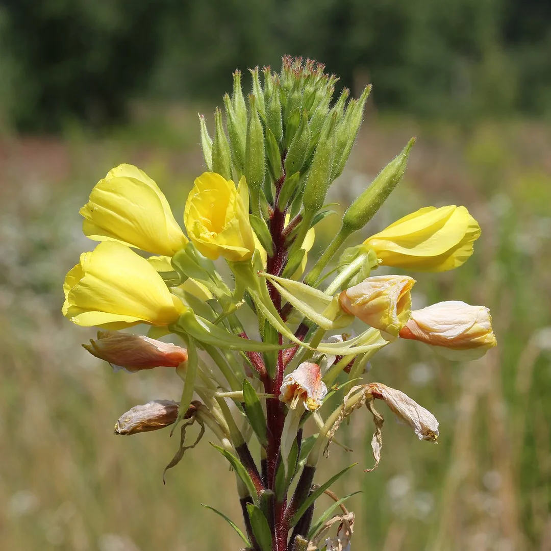 Gewone teunisbloem