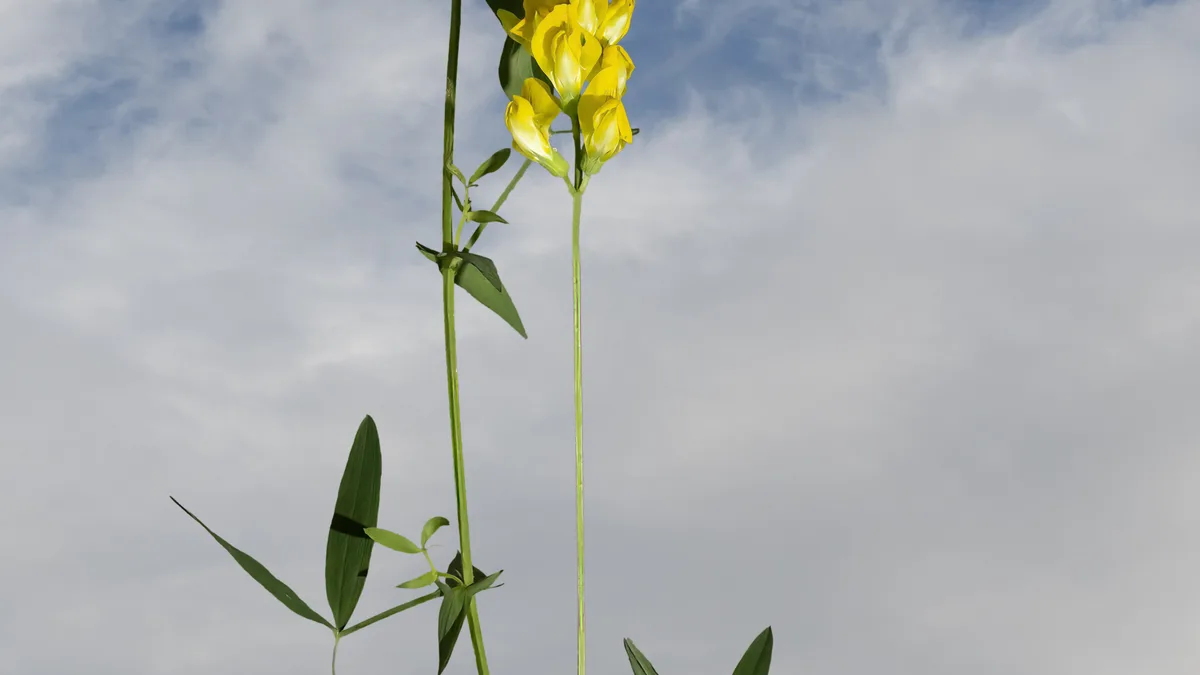 Veldlathyrus