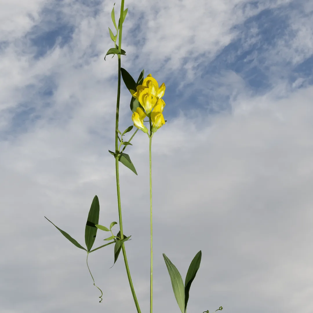 Veldlathyrus
