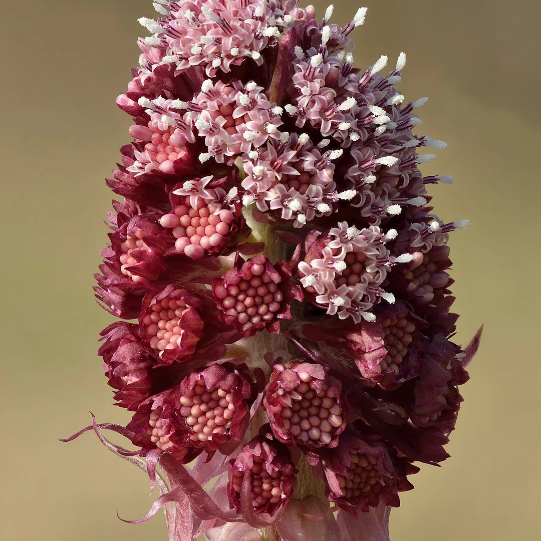 Groot hoefblad