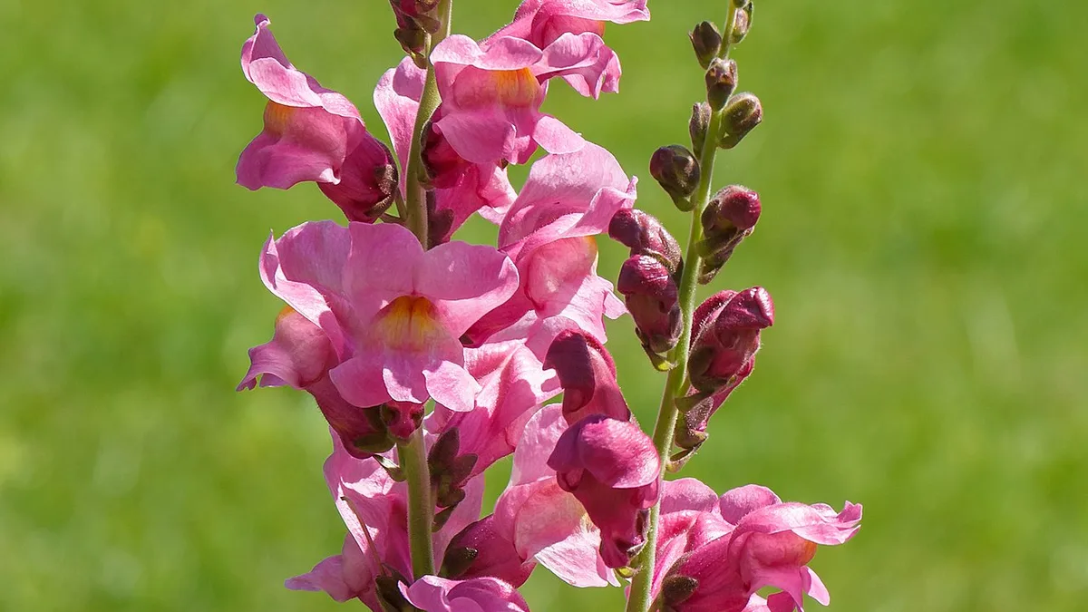 Grote leeuwenbek