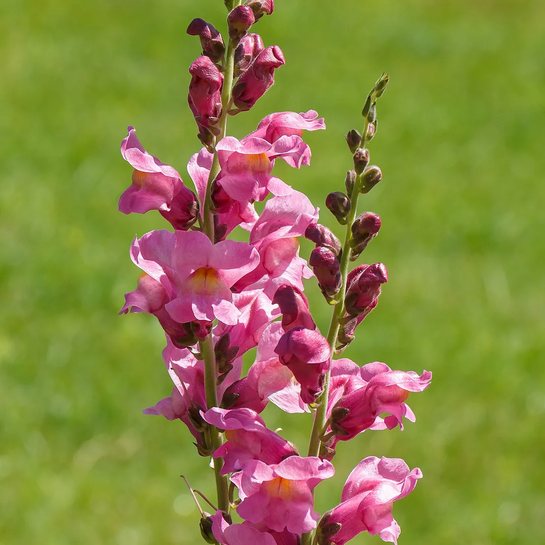 Grote leeuwenbek