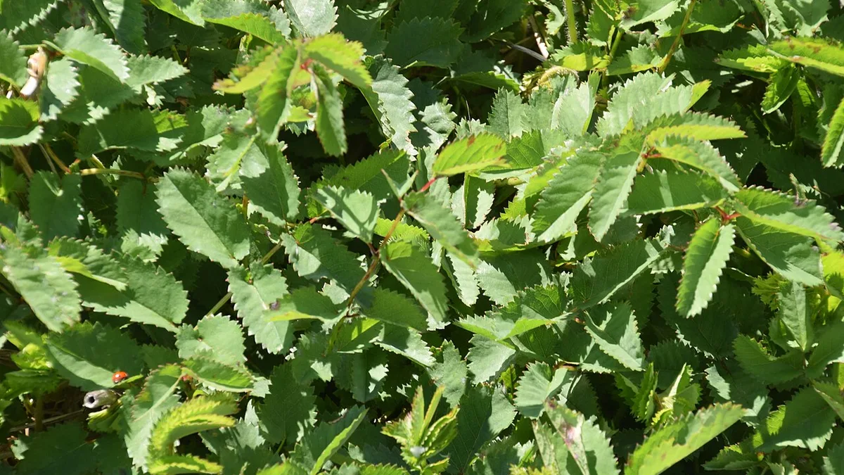 Grote pimpernel