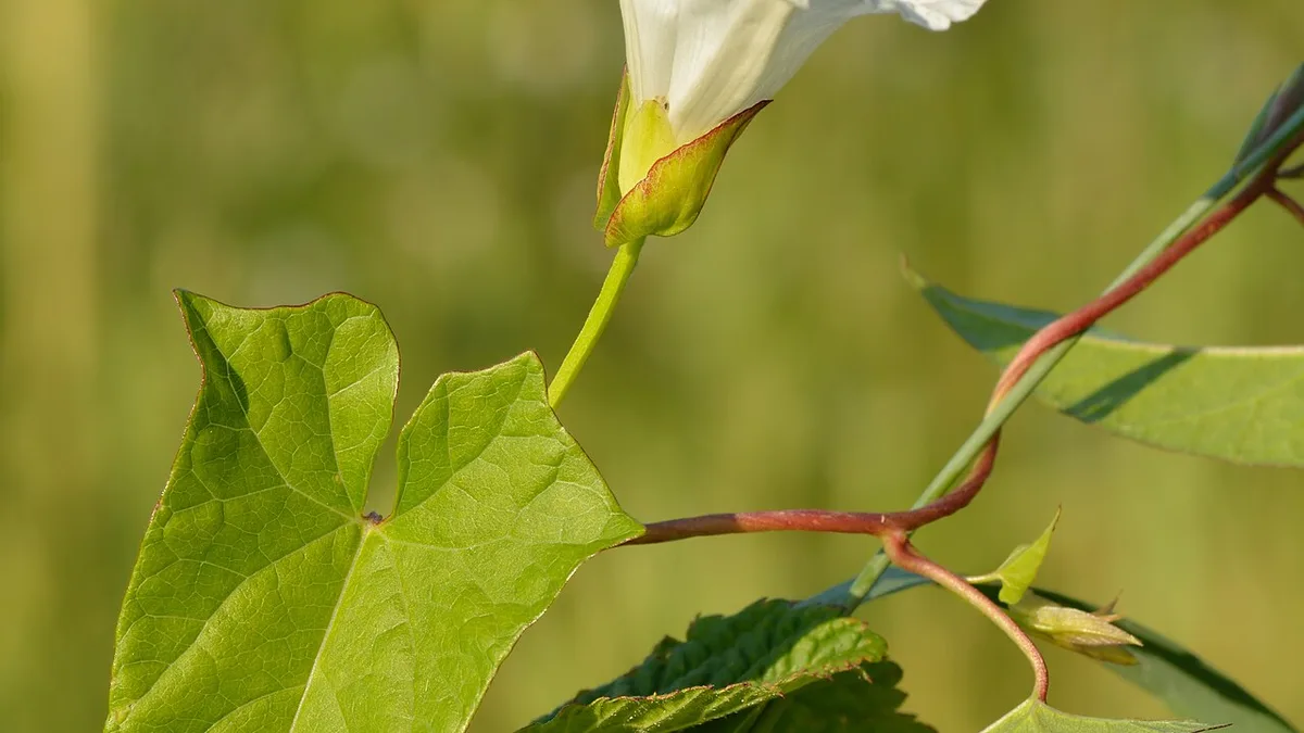 Haagwinde