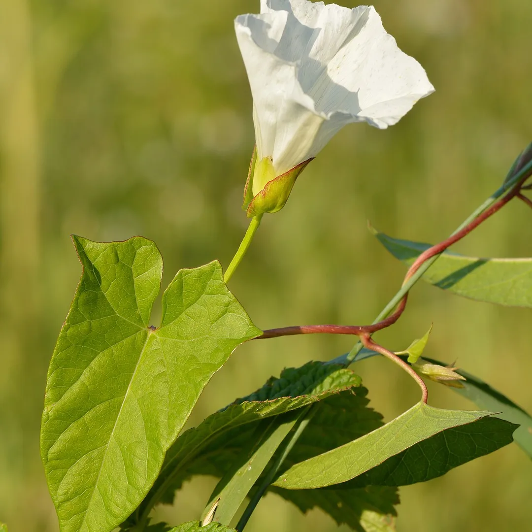 Haagwinde