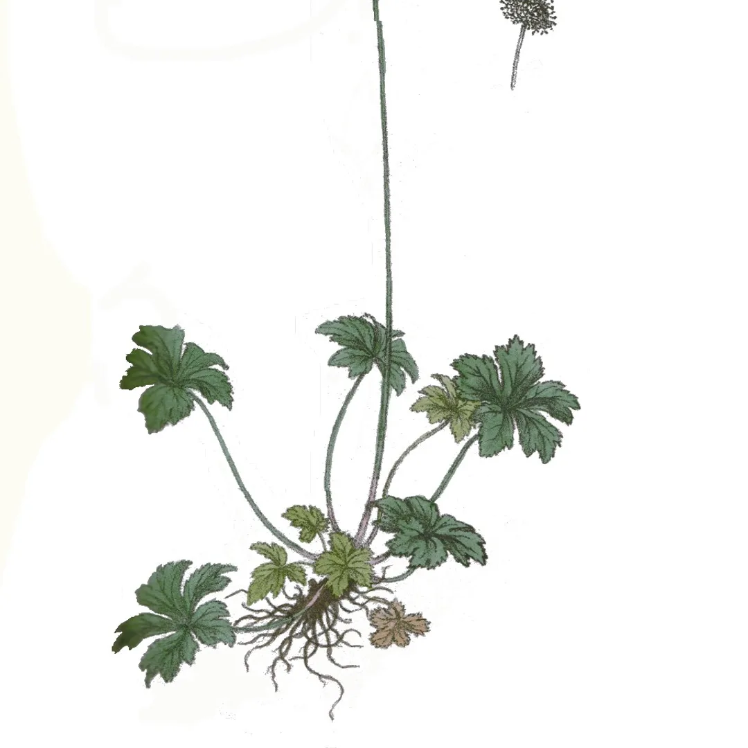 Heelkruid