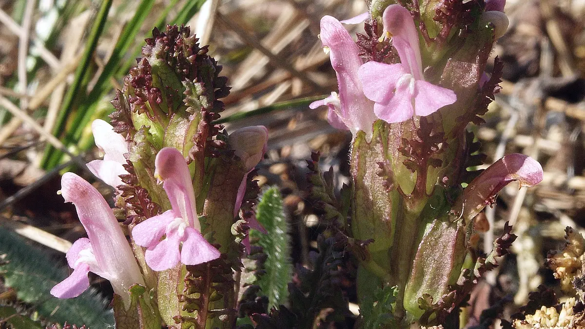 Heidekartelblad