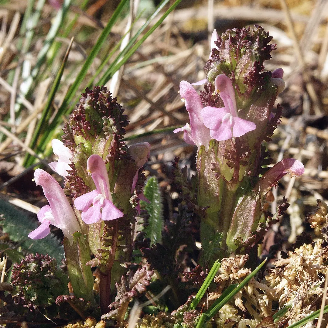 Heidekartelblad