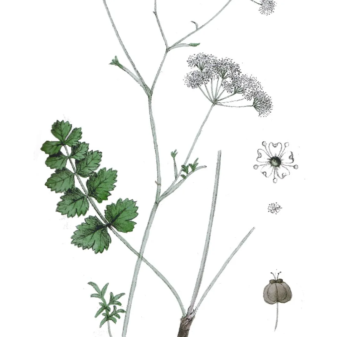 Kleine bevernel
