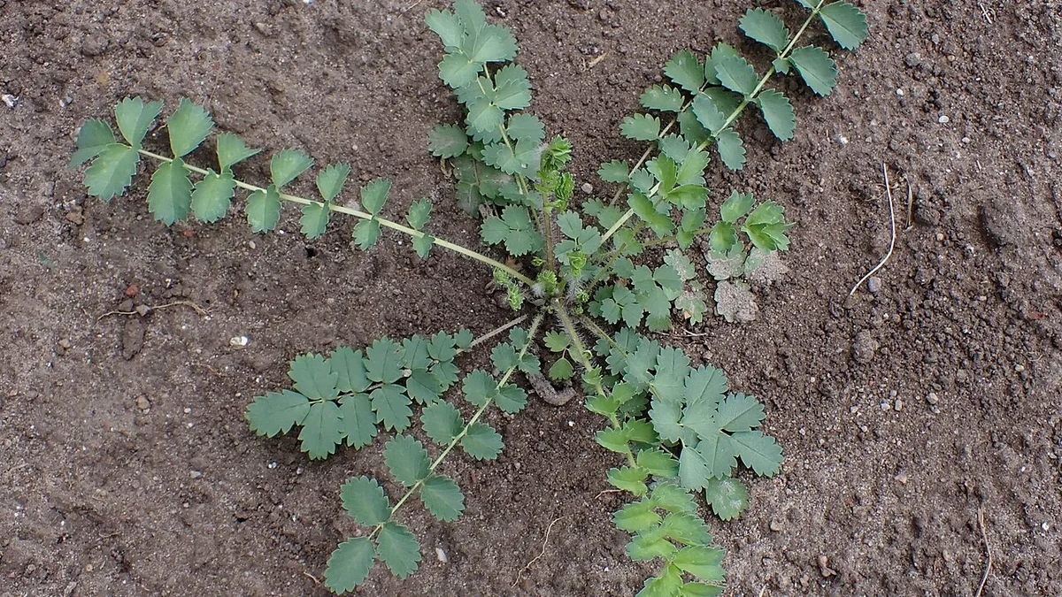 Kleine pimpernel