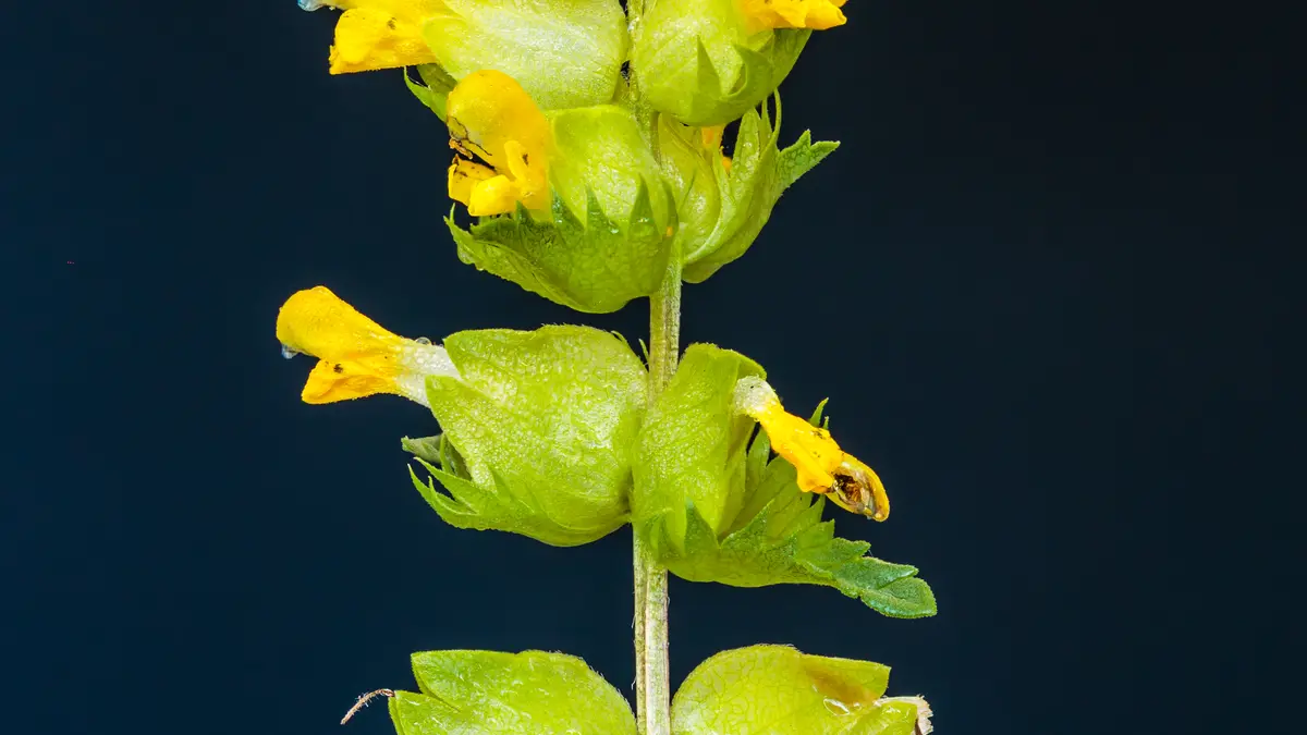 Kleine ratelaar