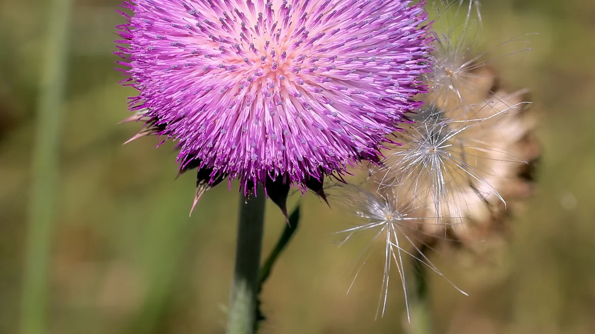 Knikkende distel