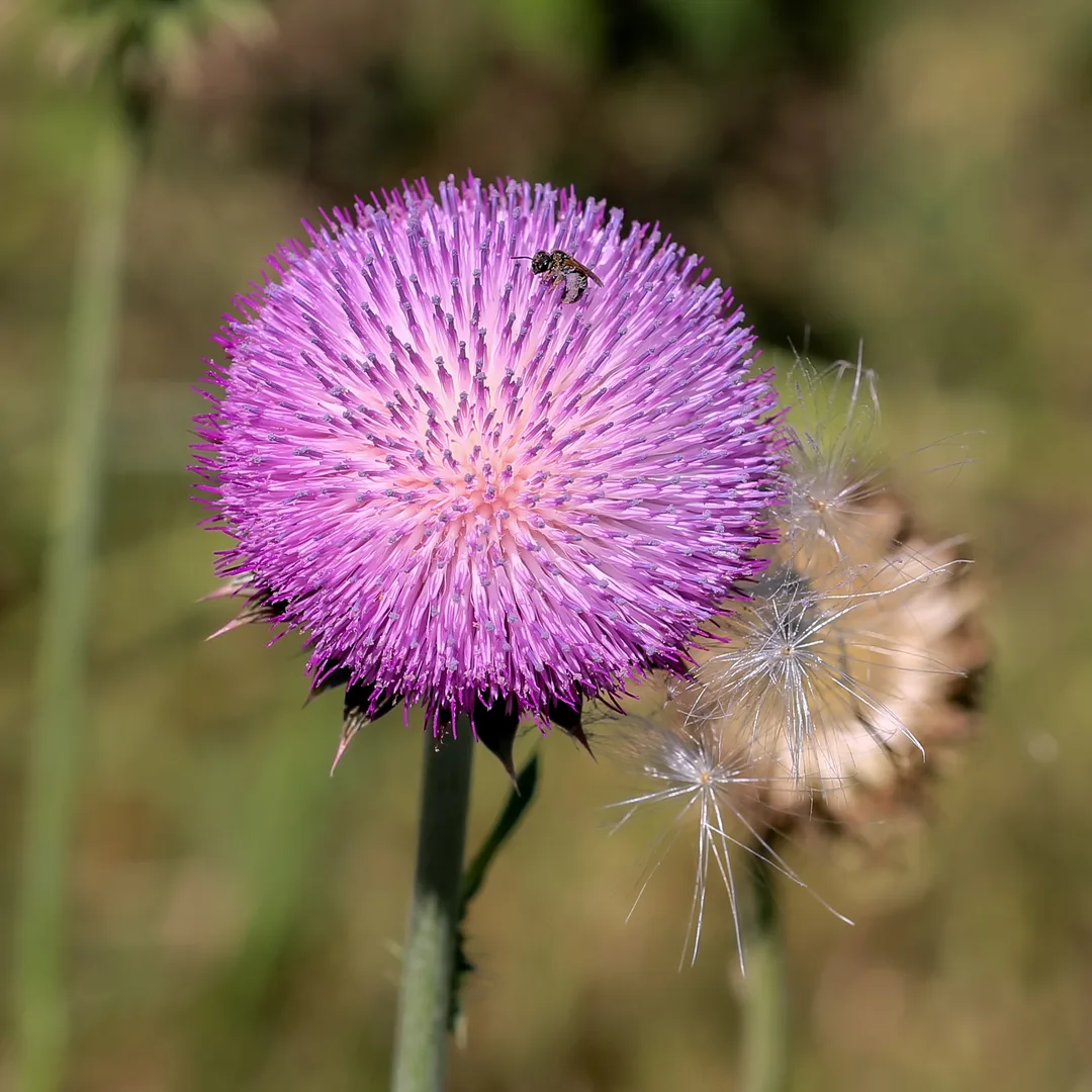 Knikkende distel
