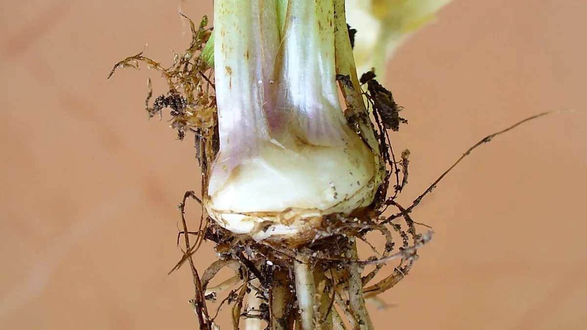 Knolboterbloem