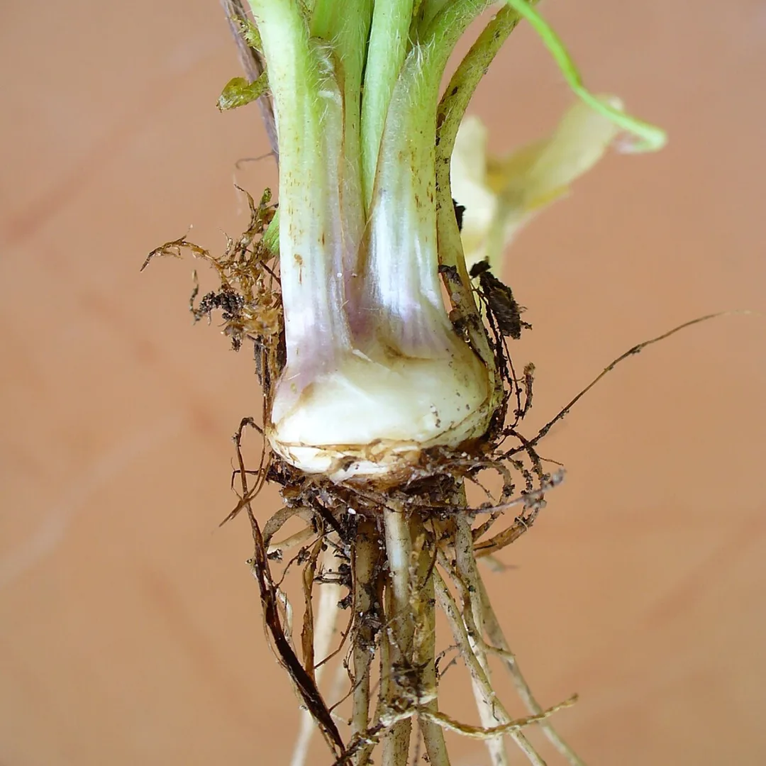 Knolboterbloem