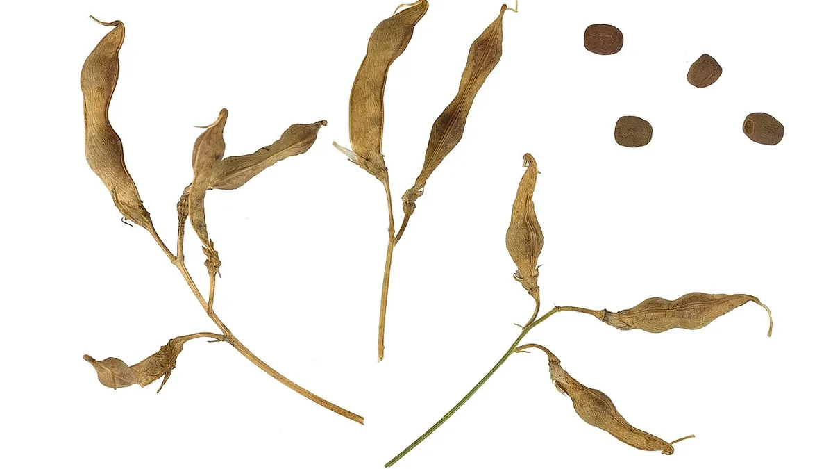 Knollathyrus