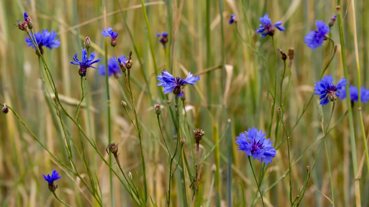 Korenbloem