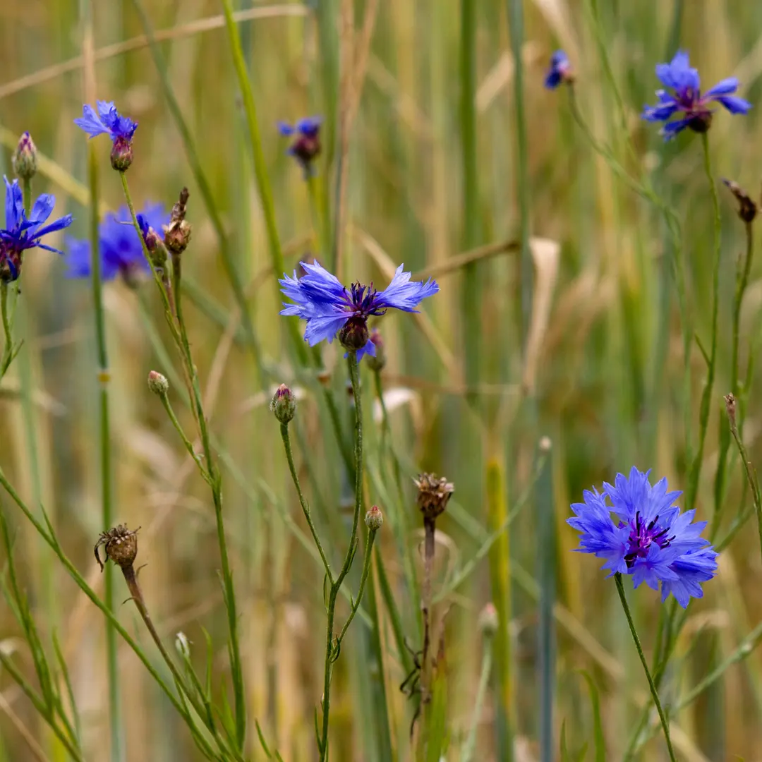 Korenbloem