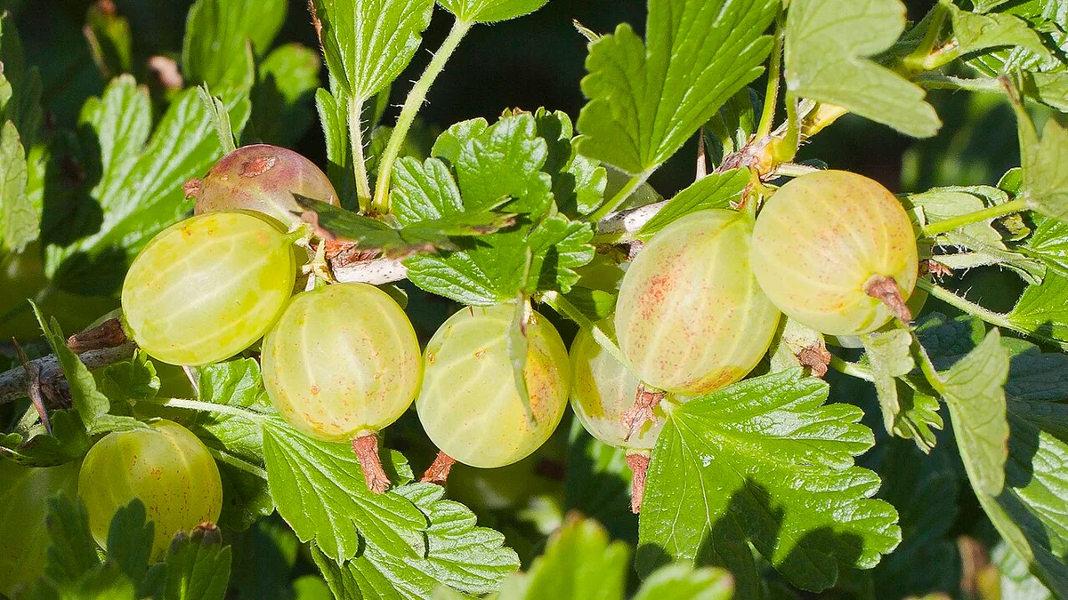 Kruisbes