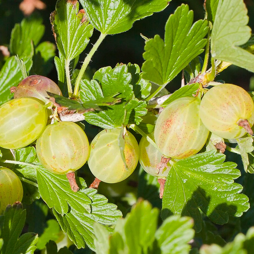 Kruisbes