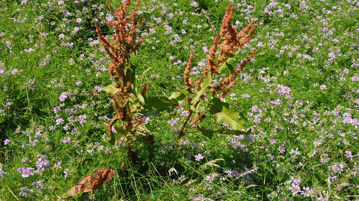 Krulzuring