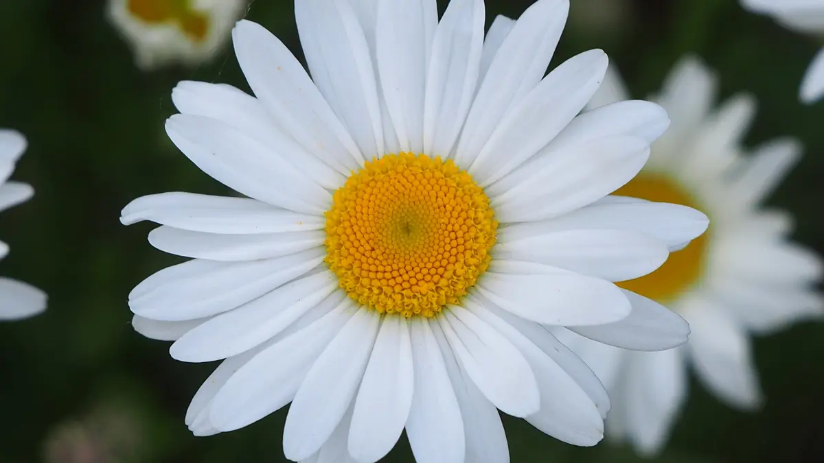 Margriet