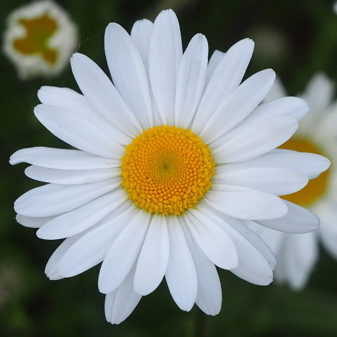 Margriet