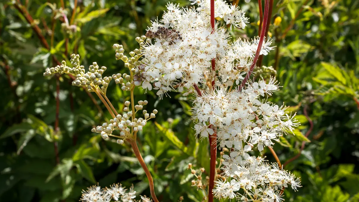 Moerasspirea
