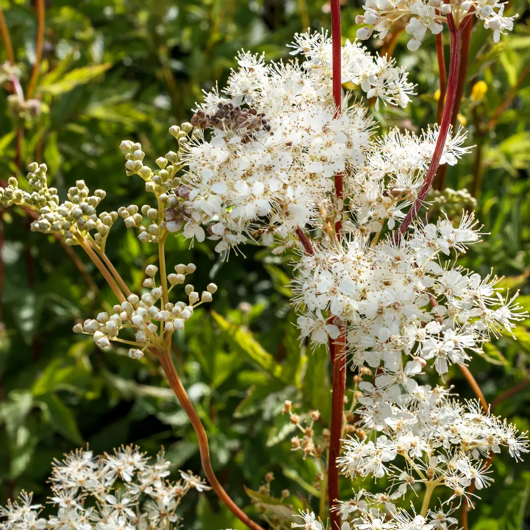 Moerasspirea