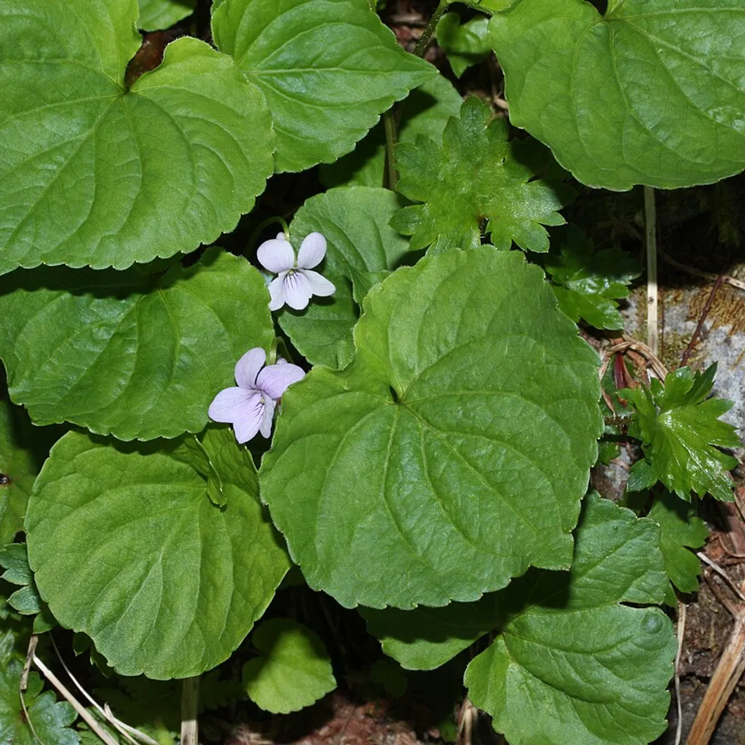Moerasviooltje