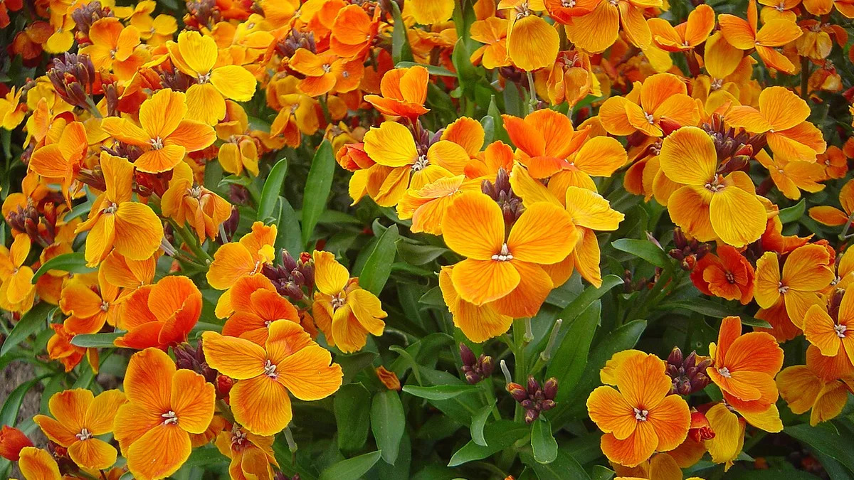Muurbloem