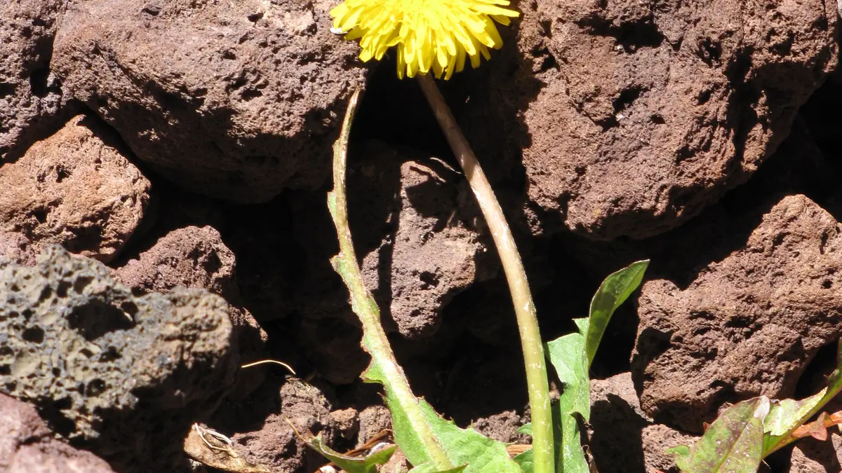 Paardenbloem