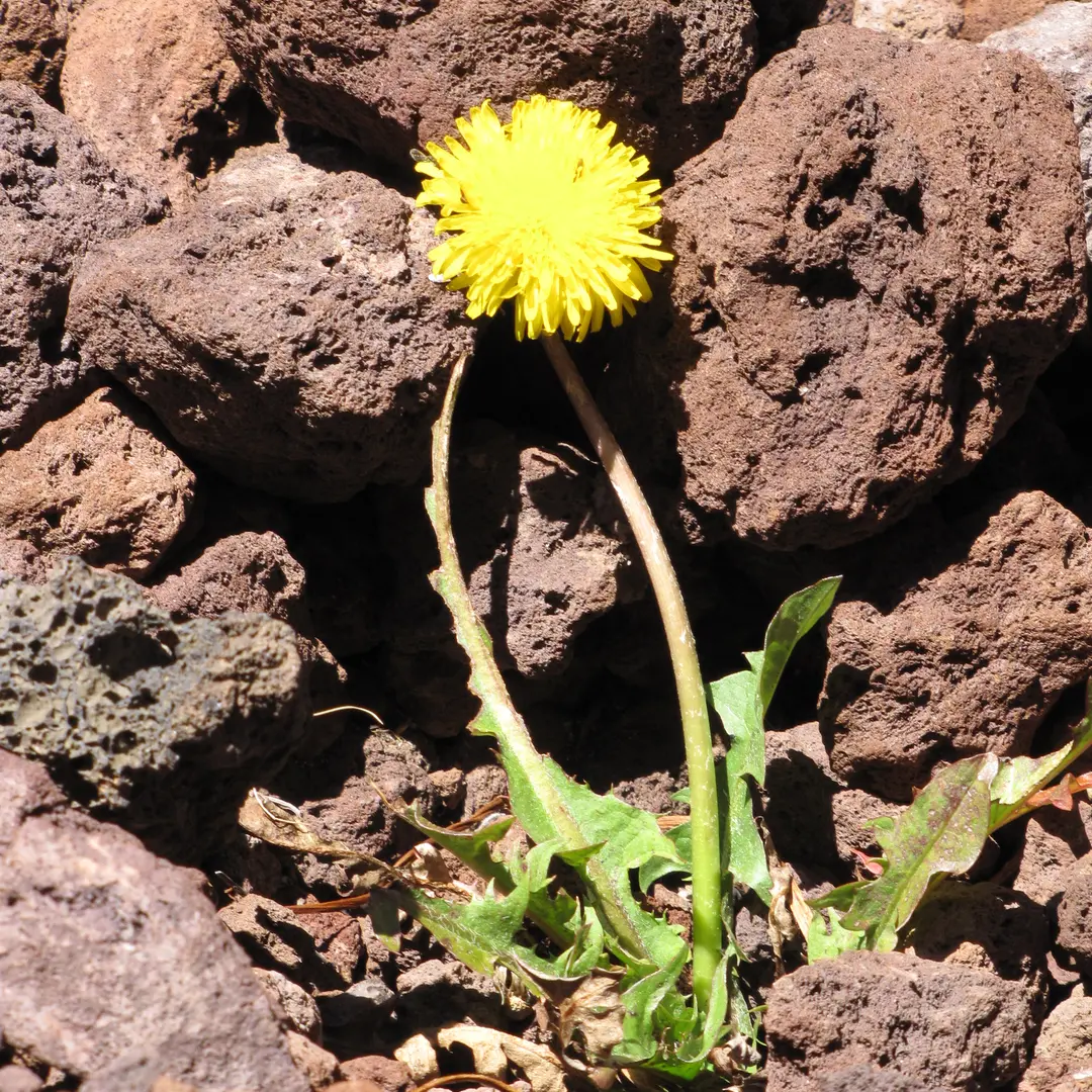 Paardenbloem