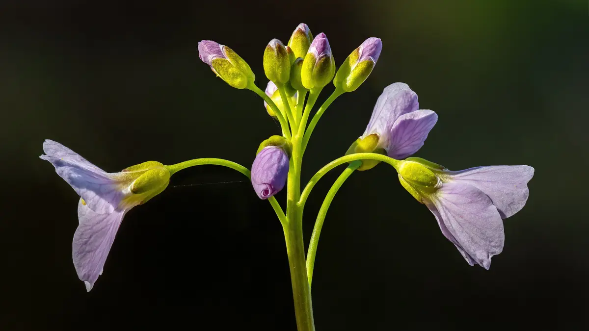 Pinksterbloem