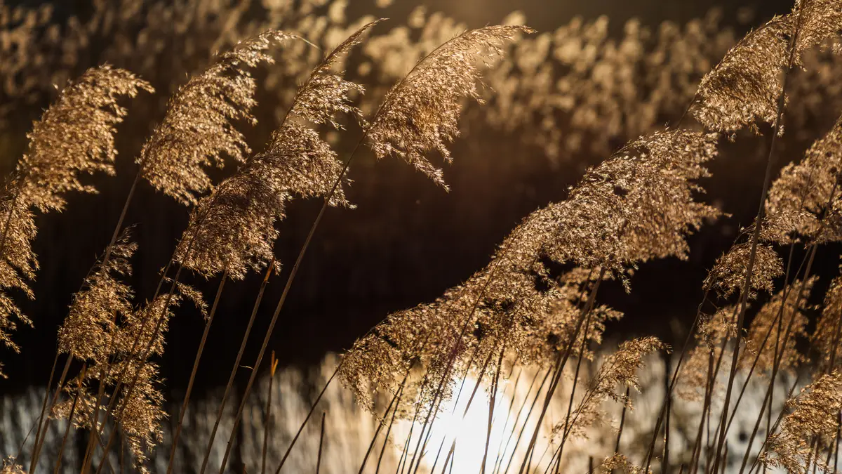 Riet