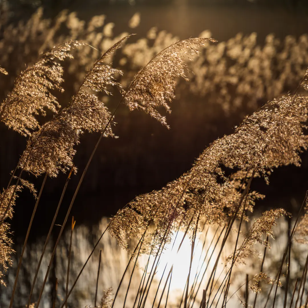 Riet