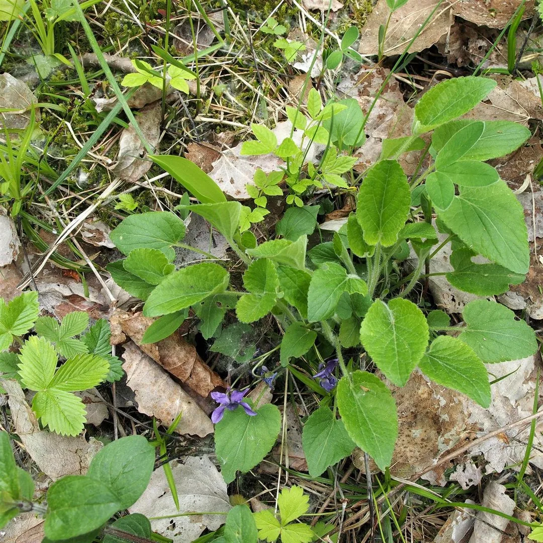 Ruig viooltje
