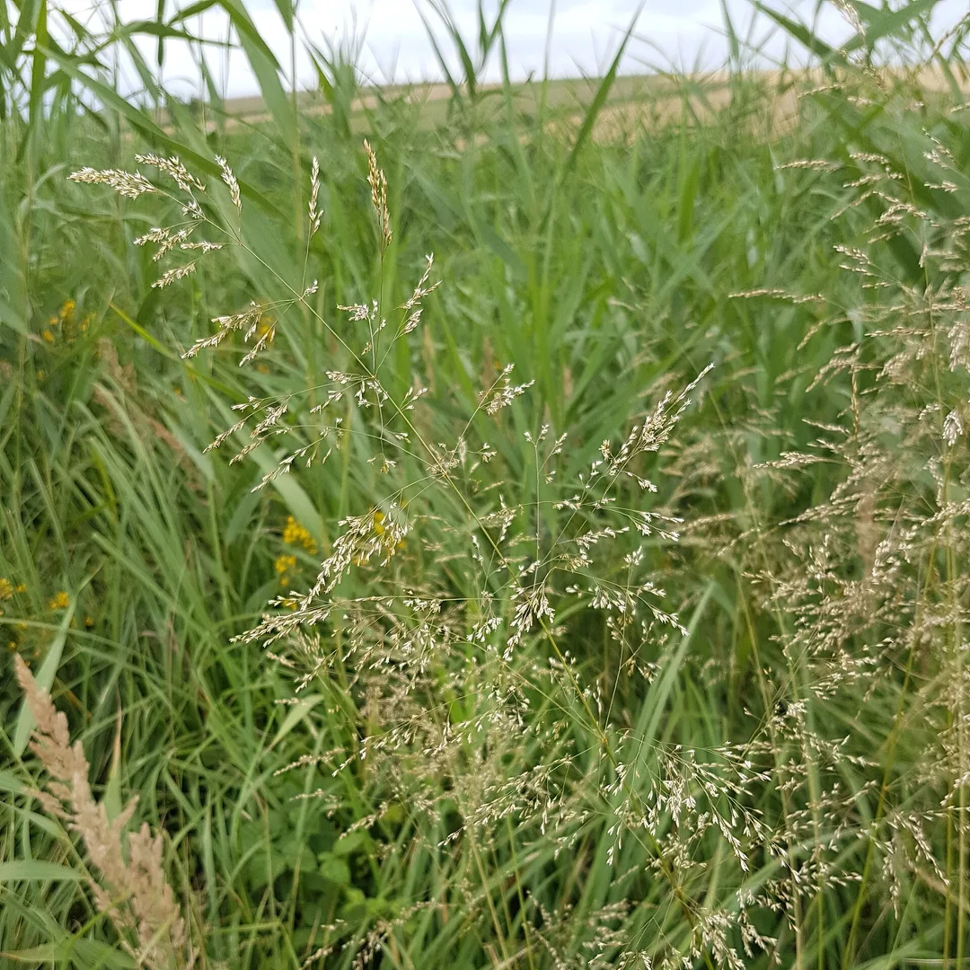 Ruwe smele