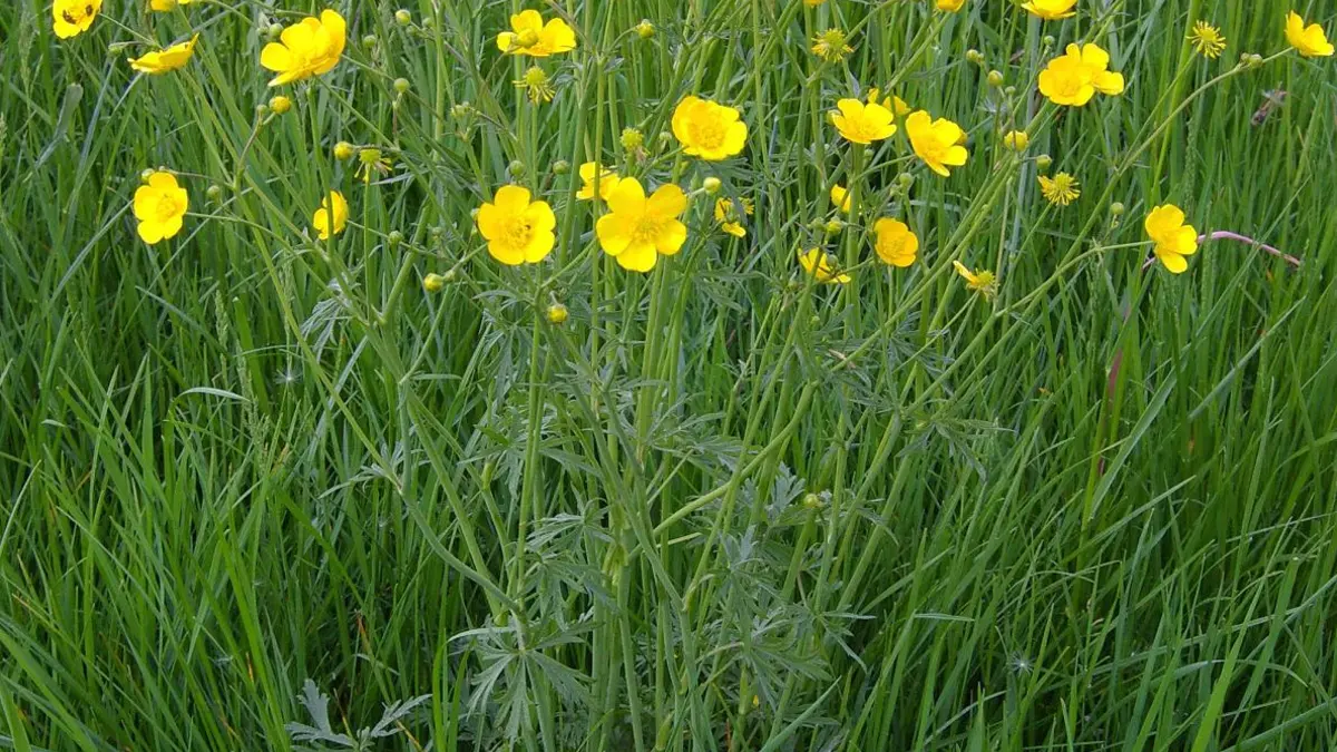Scherpe boterbloem