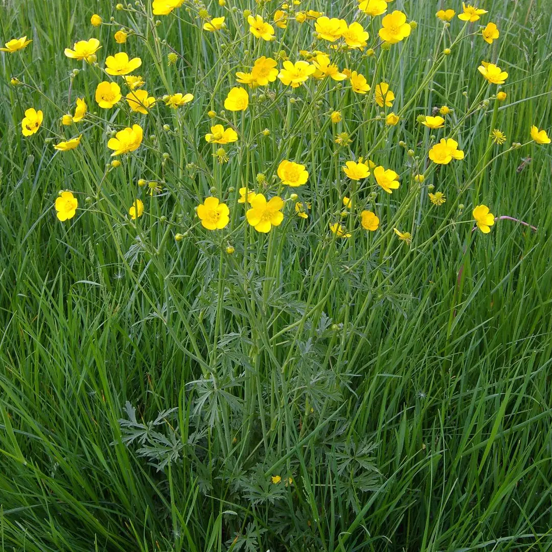 Scherpe boterbloem