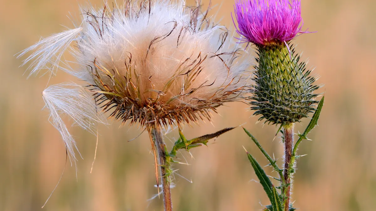 Speerdistel