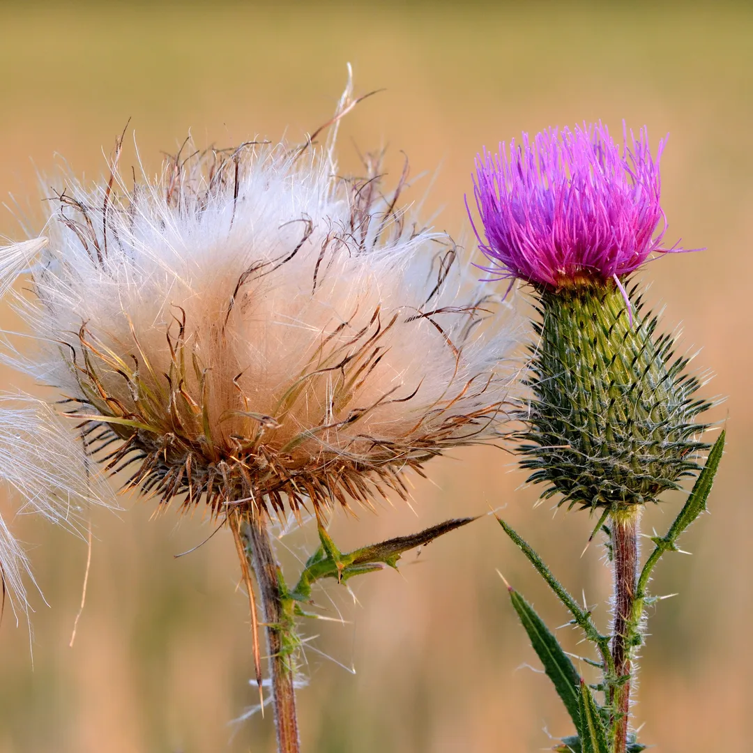 Speerdistel