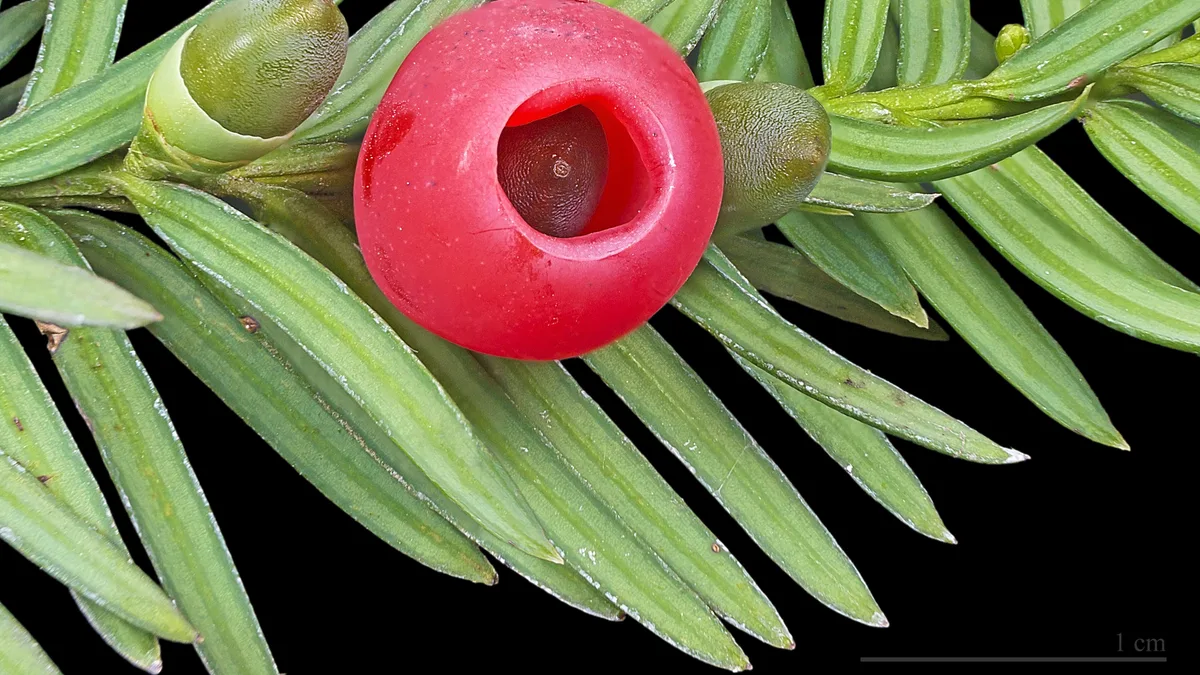 Taxus