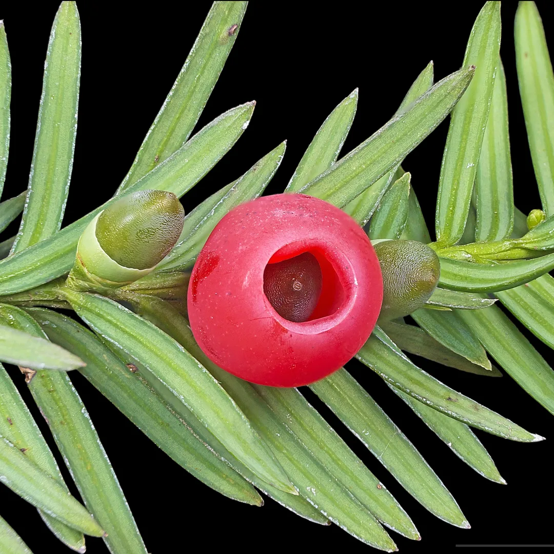Taxus