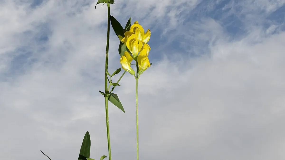 Veldlathyrus
