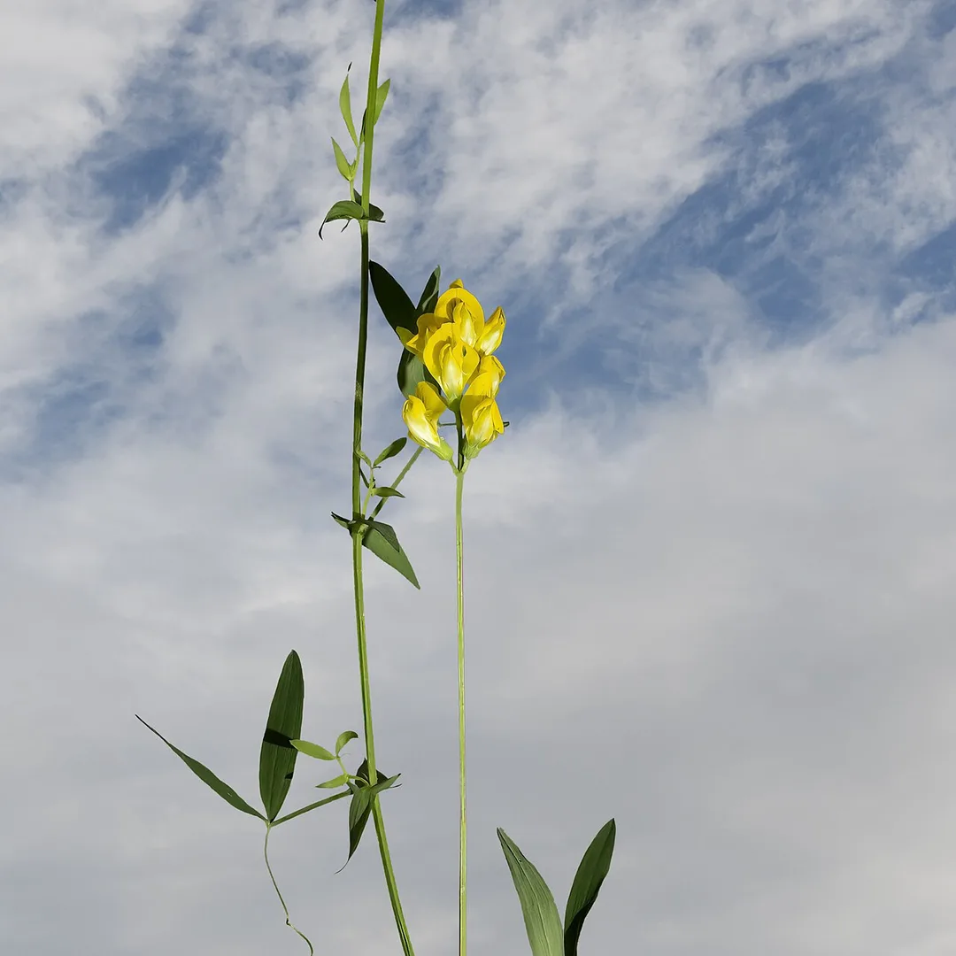 Veldlathyrus