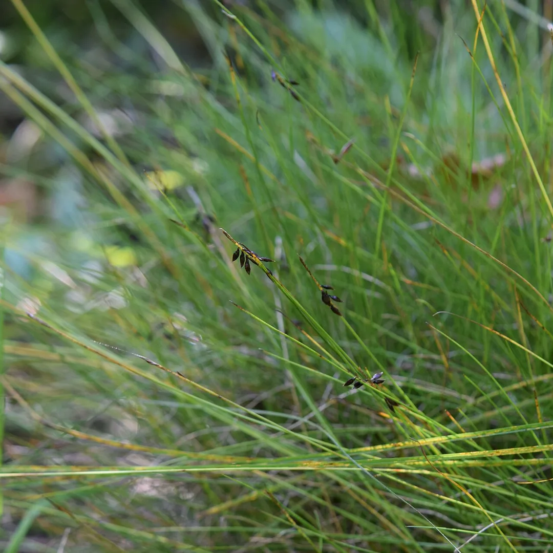 Vlozegge